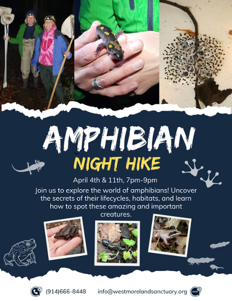 Westmoreland Sanctuary's Spring Conservation Camp